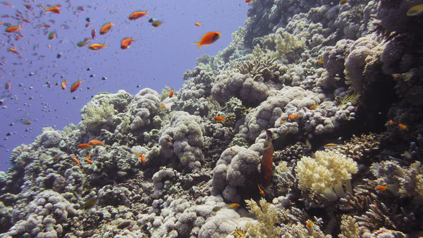 Why I love the Red Sea Surprise