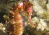 Philippines Land & Sea Tubbataha June 1-13, 2026