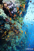 Red Sea BDE Liveaboard June 16-23 2025
