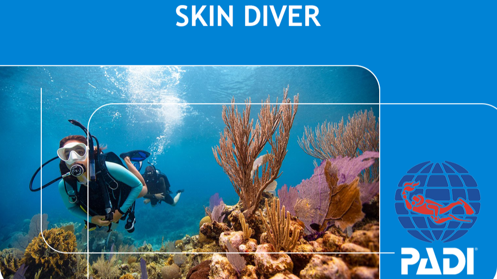 Diver exploring coral reefs with PADI logo on a blue background