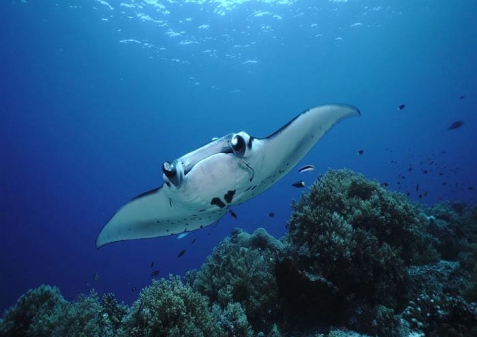 Philippines Land & Sea Tubbataha June 1-13, 2026
