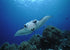 Philippines Land & Sea Tubbataha June 1-13, 2026