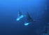 Philippines Land & Sea Tubbataha June 1-13, 2026