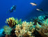 Palau NYE Liveaboard 12/29/25-1/5/26 Full Moon Spawning Special Single Male Spot