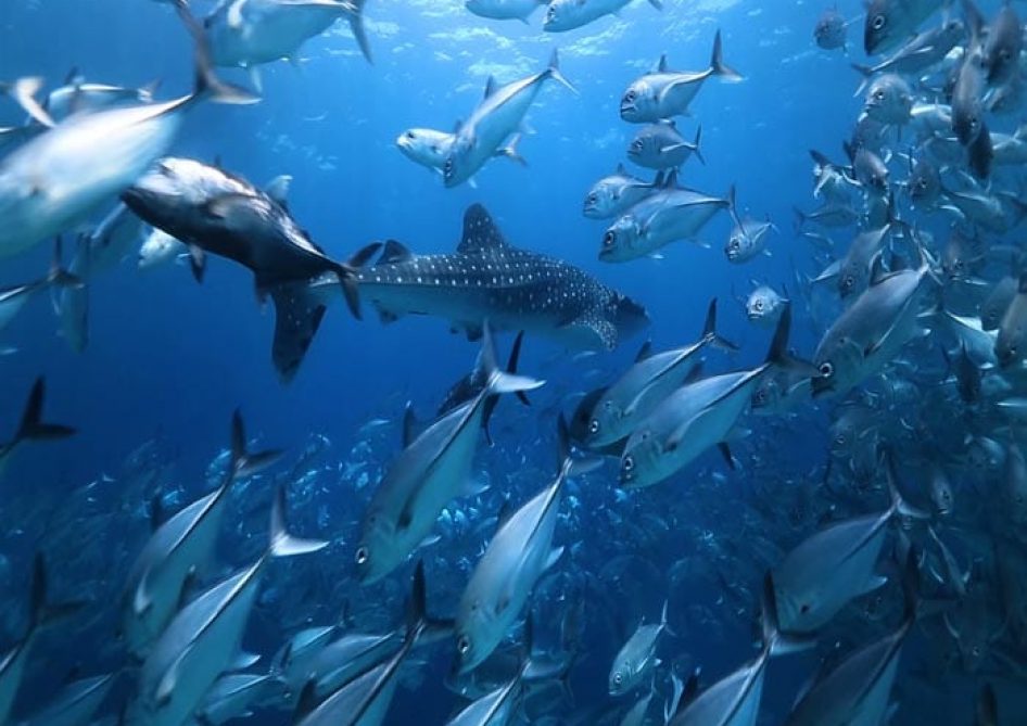 Philippines Land & Sea Tubbataha June 1-13, 2026