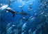 Philippines Land & Sea Tubbataha June 1-13, 2026