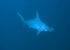 Philippines Land & Sea Tubbataha June 1-13, 2026