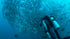 Philippines 2024 - Outside The Asylum Diving & Travel