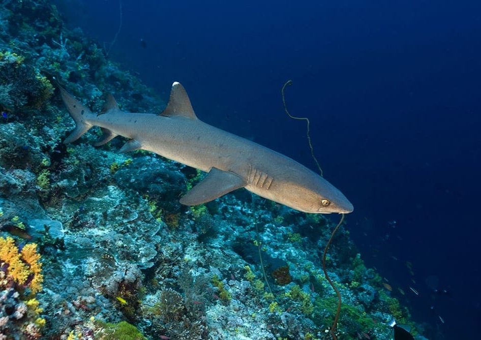 Philippines Land & Sea Tubbataha June 1-13, 2026