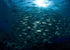 Philippines Land & Sea Tubbataha June 1-13, 2026
