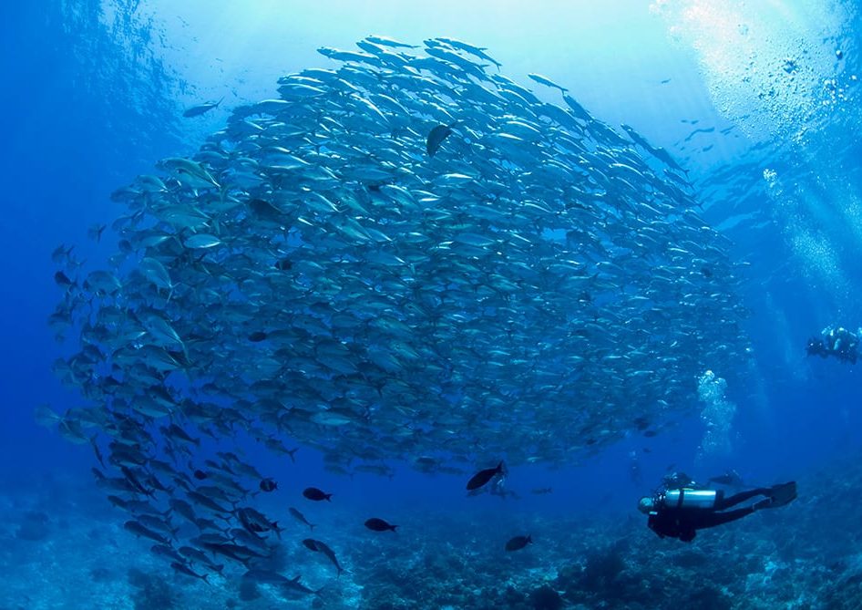 Philippines Land & Sea Tubbataha June 1-13, 2026