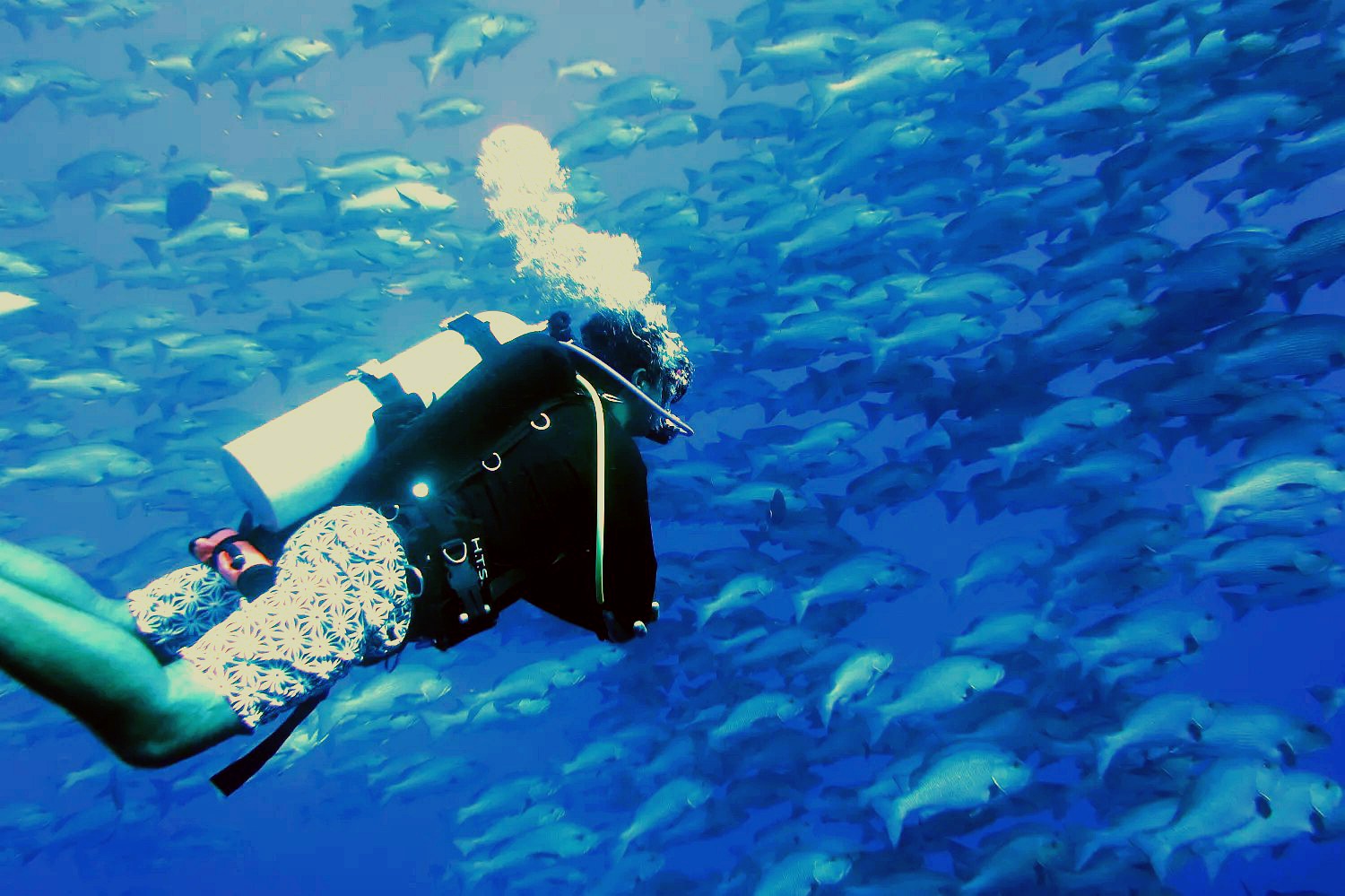 PADI Divemaster Course