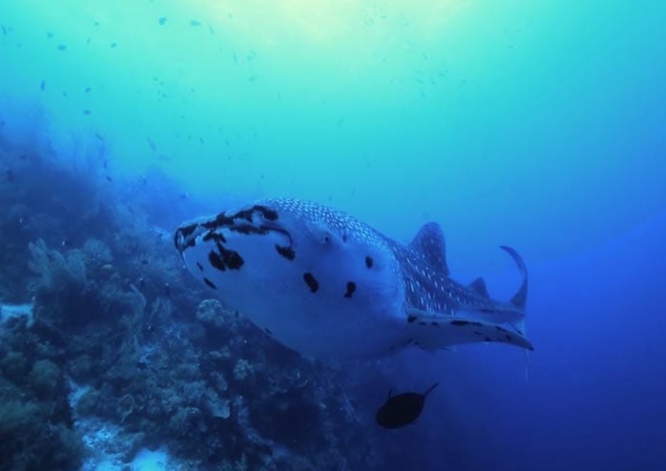 Philippines Land & Sea Tubbataha June 1-13, 2026