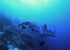 Philippines Land & Sea Tubbataha June 1-13, 2026
