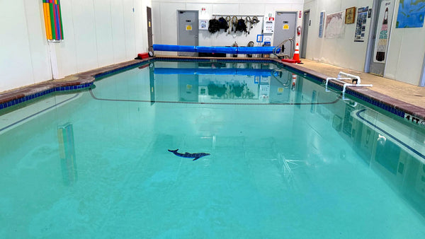 Adult Swim Class