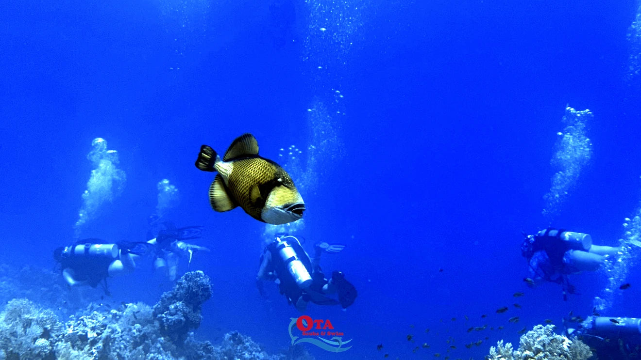 PADI Deep Diver Specialty – Katy, TX | OTA Scuba & Swim