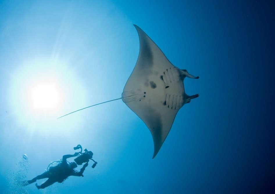 Philippines Land & Sea Tubbataha June 1-13, 2026