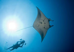 Philippines Land & Sea Tubbataha June 1-13, 2026