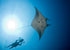 Philippines Land & Sea Tubbataha June 1-13, 2026
